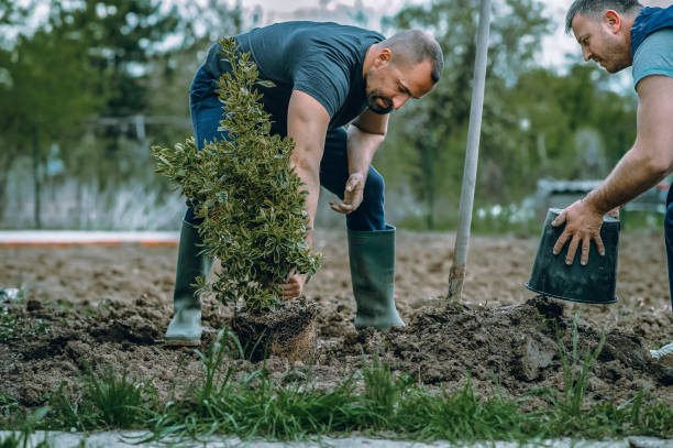 Best Leaf Removal  in Fletcher, NC