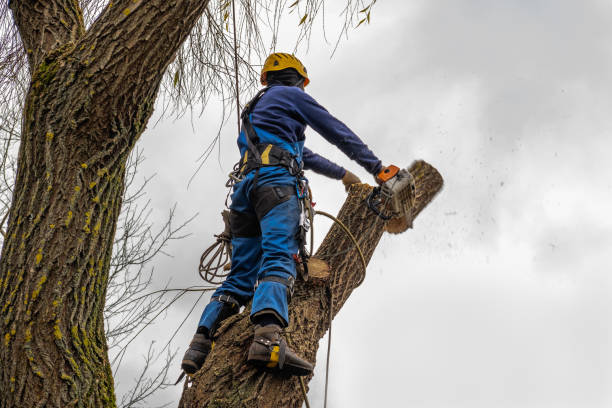 Best Tree Disease Treatment  in Fletcher, NC